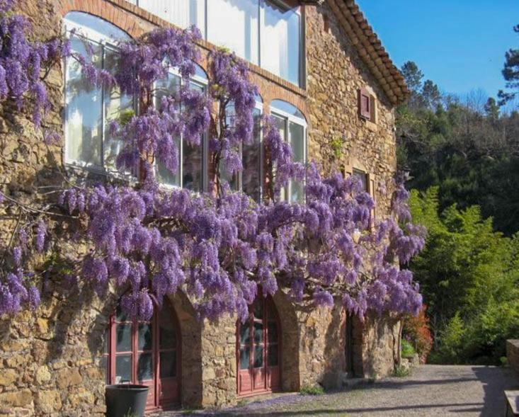 Chambre D'Hote Mas D'Alzon A St Jean Du Pin La Barriére Dış mekan fotoğraf